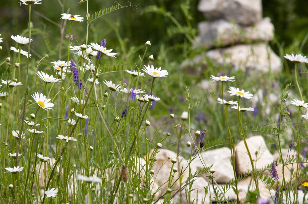 Perinnemaiseman palauttaminen tuo takaisin perinteiset suomalaiset kesäkukkijat.