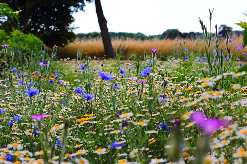 A colorful wildflower meadow with diverse blossoms creating a vibrant summer scene.